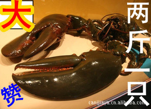 ʻʴϺʿϺϺƵ