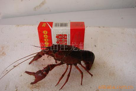 ƷСϺƷϺ