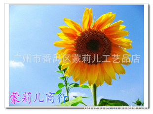 Ҿӵ׺زٵʻ