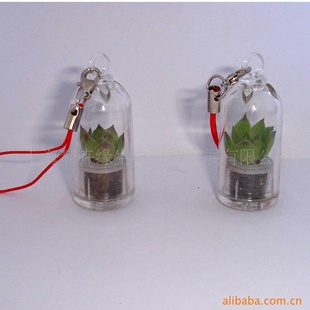 miniplant,withplantũ/Ҽ/ֲҼ