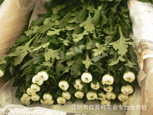 Ʒ׾գ䱥˶󣬽׽ޡڰ׾