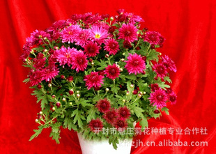 菊花造型多头菊造型艺菊盆景菊,景点设计