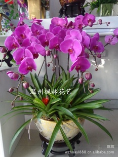 蝴蝶兰批发温州年宵鲜花温州花店实体批发温州专人专车配送
