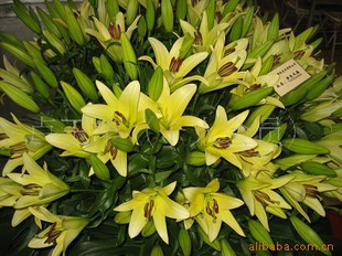 Сˮٺʻʻ