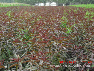 大量!出售红花!重瓣!紫叶桃!大小苗!