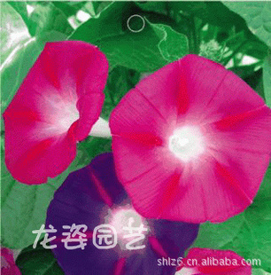 軨ǣţֱ