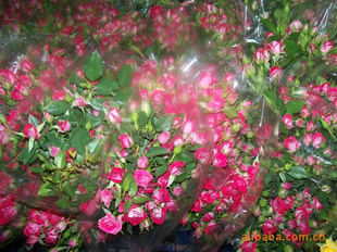 ʻõ