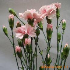 各多头康乃馨鲜花花束鲜花花卉