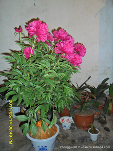 盆栽芍鲜花:大富贵红系