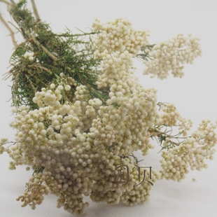 Աʻ׻