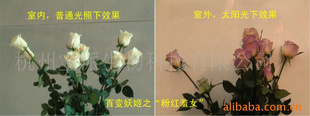 ҹõʻӭ