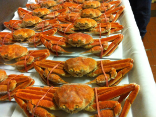 203-ѩзAtlanticSnowCrab