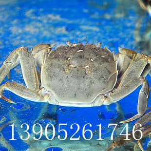 رƼˮ»κբз