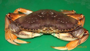 ԭ䱦з̫з䱦зDungenessCrab