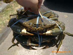 з|з|ˮƷ|Ʒ
