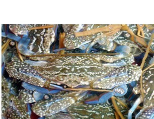 庣зз