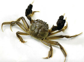 ззʴ