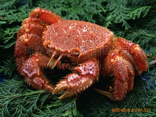 ںʳʴëз1.2