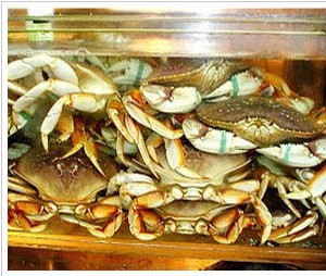 ʻ䱦з̫зҰзDungenessCrab