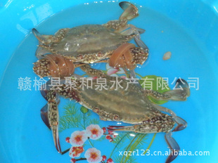 ˮƷз125--150g/