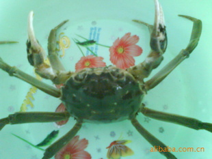 ںзԲ֬Ʒ