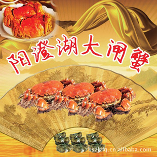 巴城阳澄湖大闸蟹公母对蟹公3.5两-母2.5两特价促销