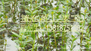 բззֳʽһ