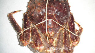 ۸黶ӭֱŲз