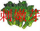 ѿҰѿˮ߲˴ѿ