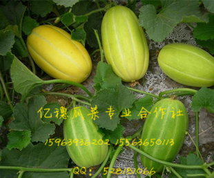 лϷ5ĶֲػԴ޹