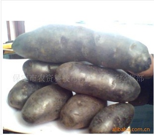 ޹Ӻ˺ڽ