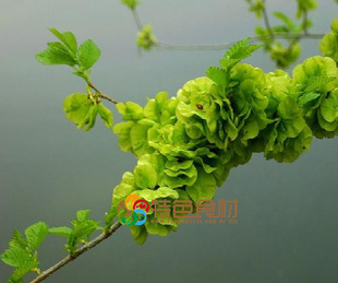 新鲜榆钱,淄博特菜,现摘现买,野生农产品