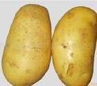,,,ӭѯ