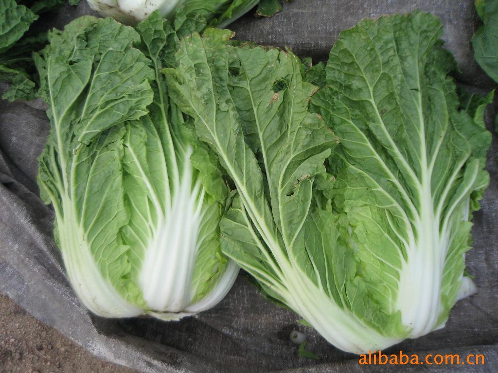 ʰײ