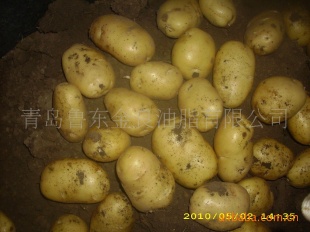 /supplyfreshpotatoes