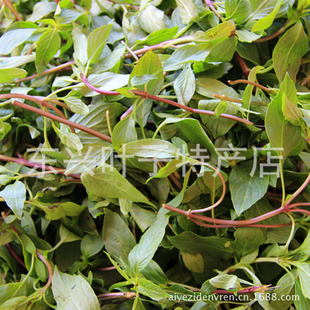 Ҷ(Ųbasil1000g