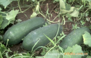 Eastmelon