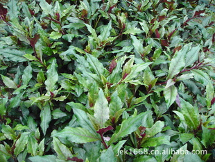 嵊州产味美紫背菜|补血菜|回春菜|紫背天葵|补肾菜,价格实惠