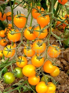 ӣҷӣ
