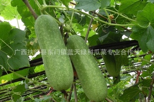 綫ëڹ߲ëڹӹֱ