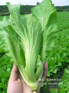 ṩСײˡСײˡ޲Сײ