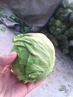 营养下饭古龙橄榄菜170g潮汕风味厦门特产橄榄菜批发