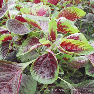 特菜蔬菜野菜套菜2030斤量保