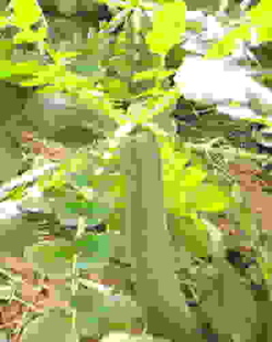 潍坊郭牌萝卜