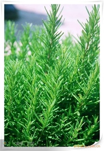 自有种植地,迭香鲜枝条/鲜叶/西餐烘焙原料/香料