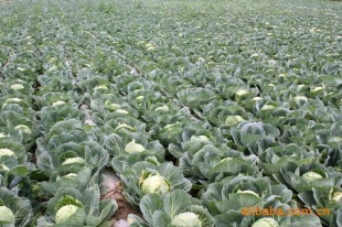 大量山东包菜,甘蓝