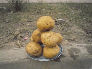 ʶ