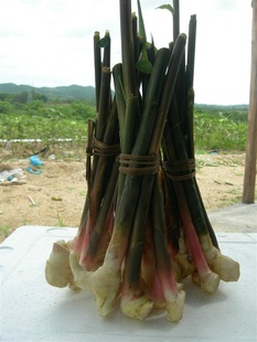 野山姜
