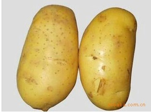ֱͺŹ