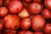 첼seedpotatoںԭһԲֱ